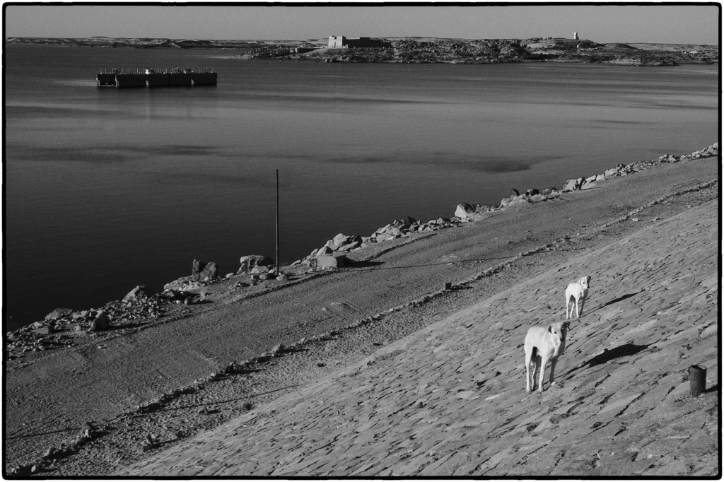 Deux chiens Barrage d’Assouan Egypte 2005